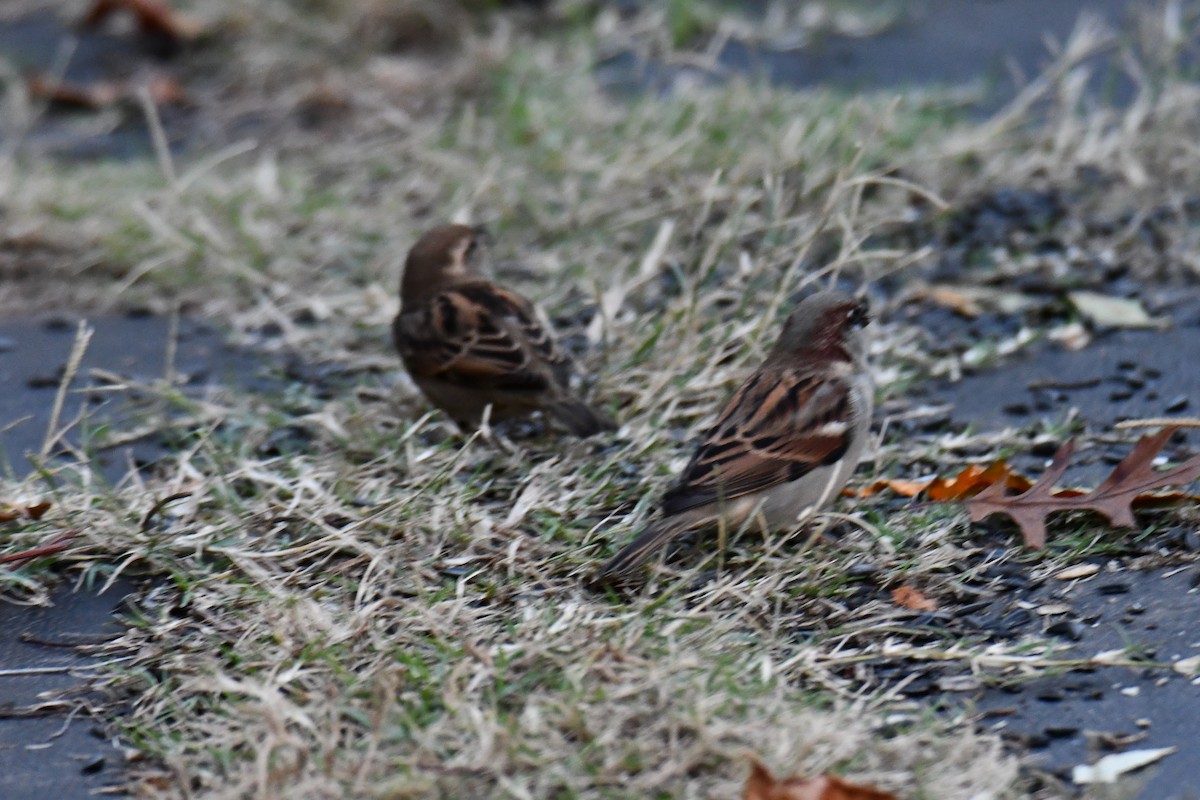 Etxe-txolarrea - ML645926108