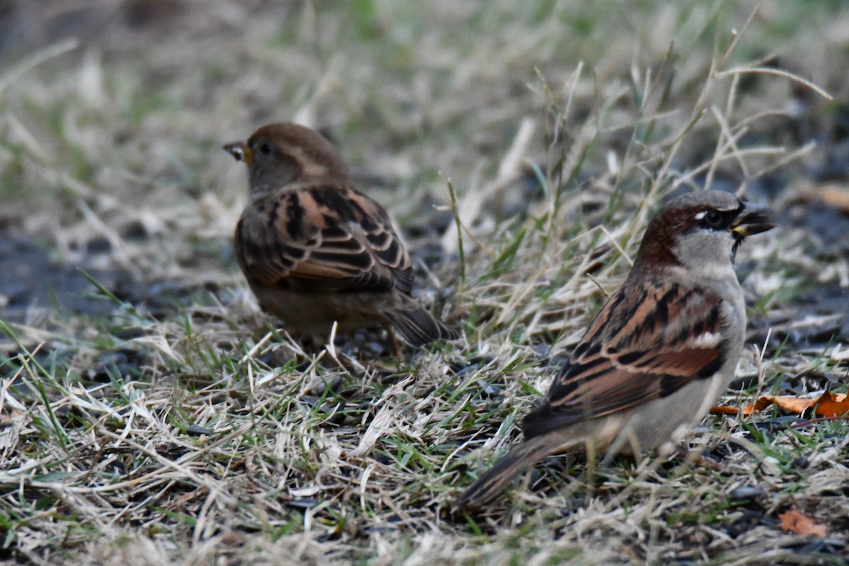 Etxe-txolarrea - ML645926109