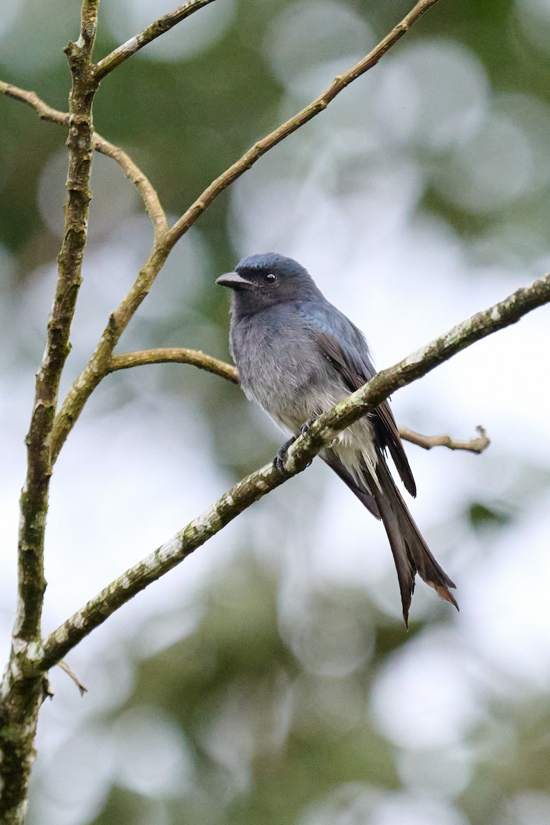 White-bellied Drongo - ML645926110