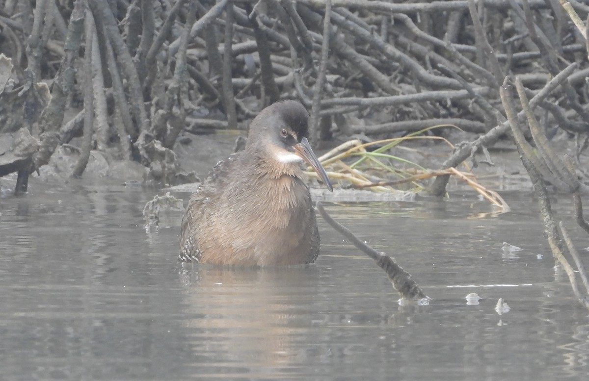 Clapper Rail - ML645926111