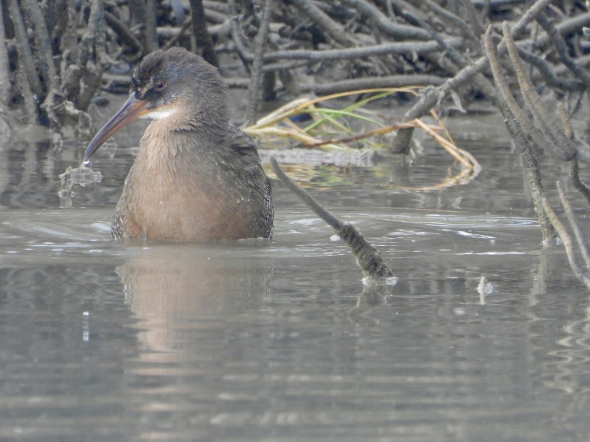 Clapper Rail - ML645926112
