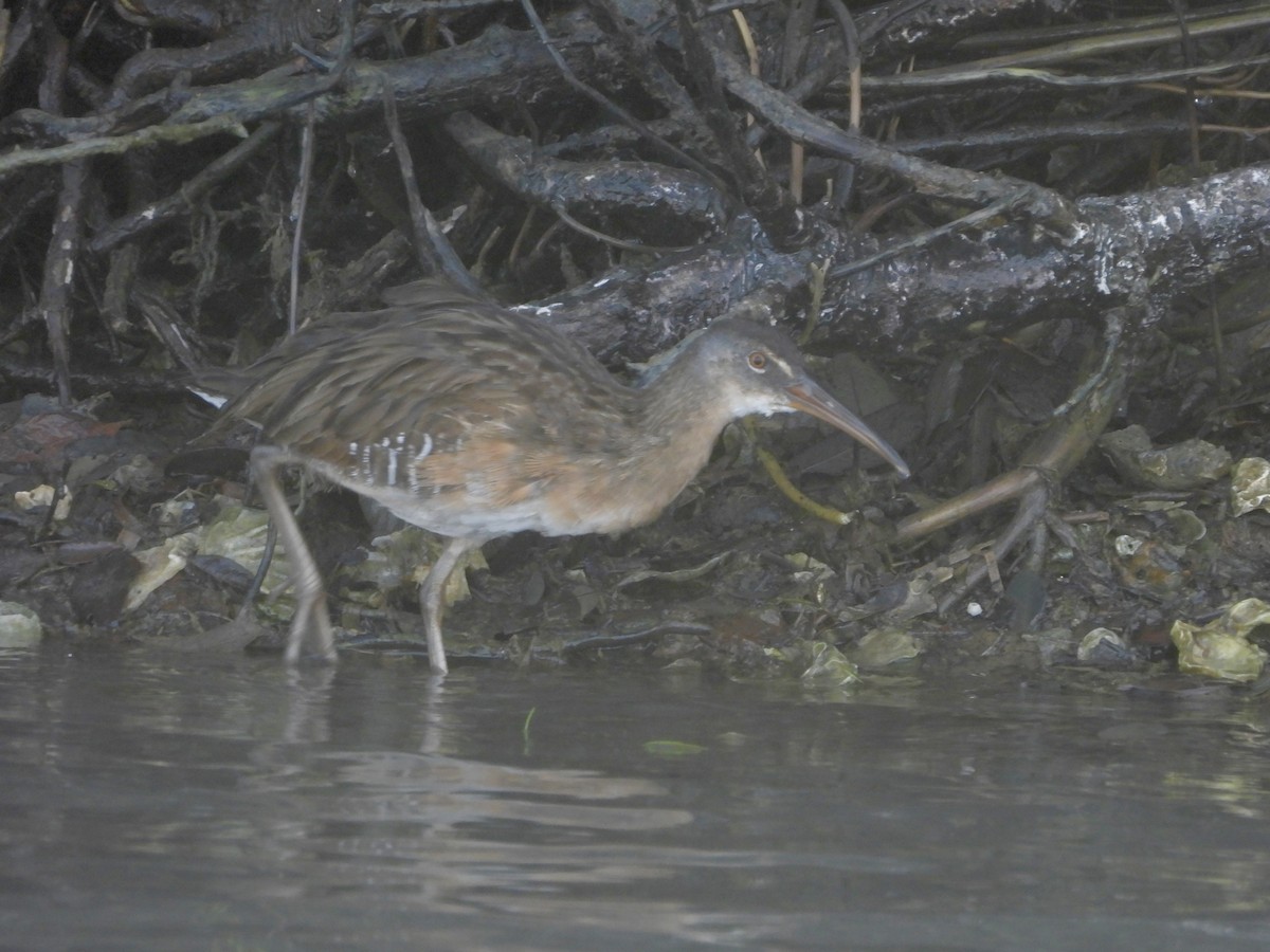 Clapper Rail - ML645926113