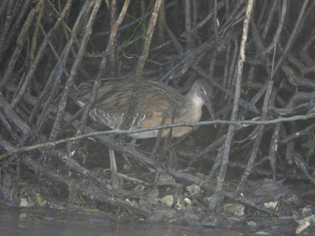 Clapper Rail - ML645926114
