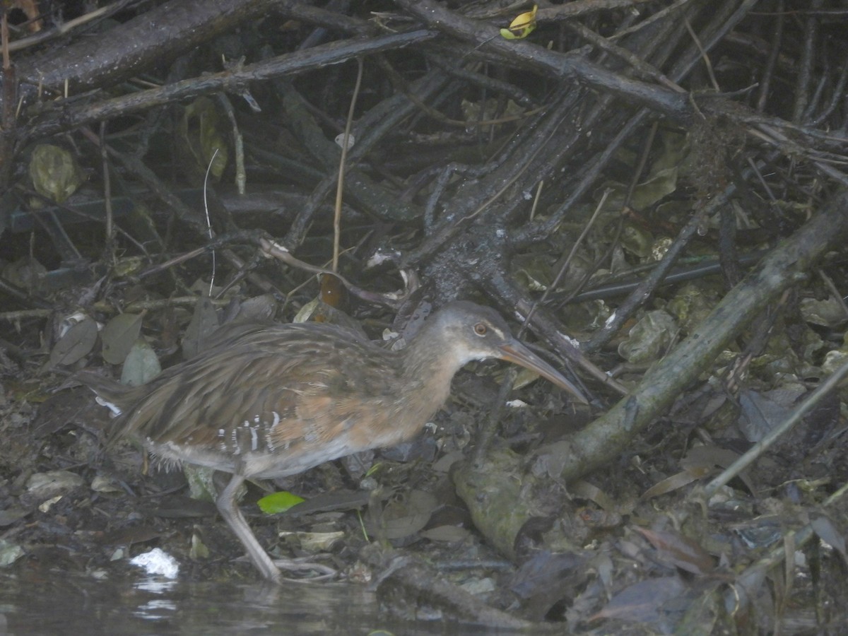 Clapper Rail - ML645926115