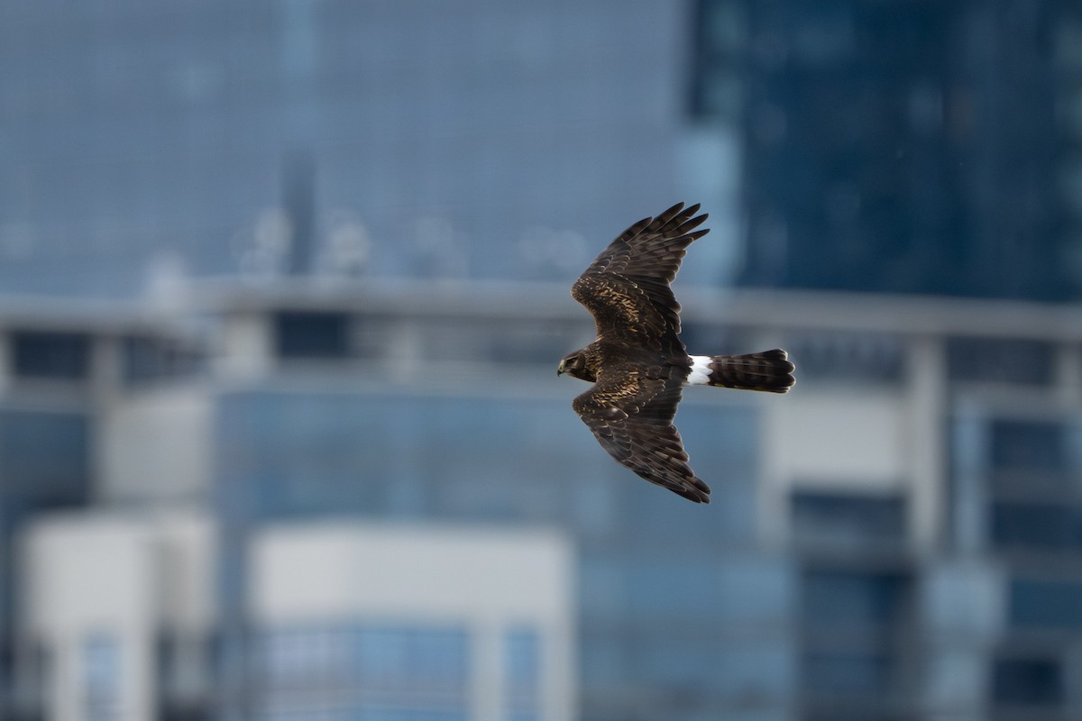 Mirotz zuri iparramerikarra - ML645926116