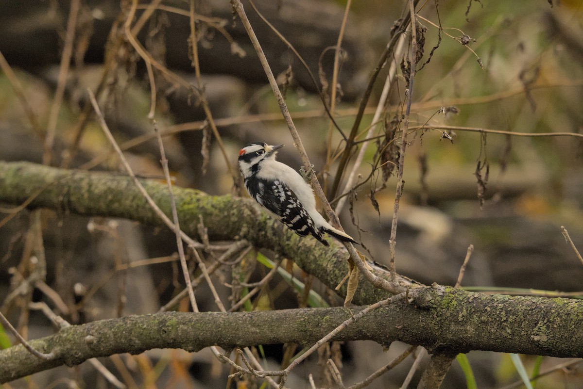 Downy Woodpecker - ML645926118