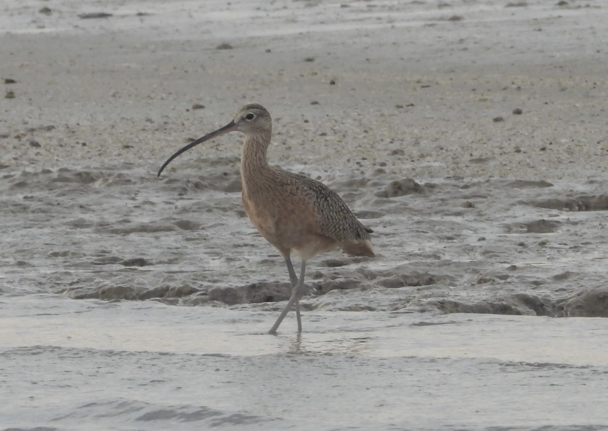 Kurlinta amerikarra - ML645926119