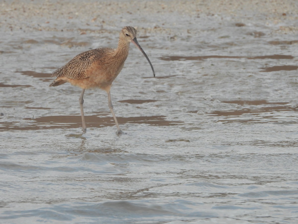 Kurlinta amerikarra - ML645926120