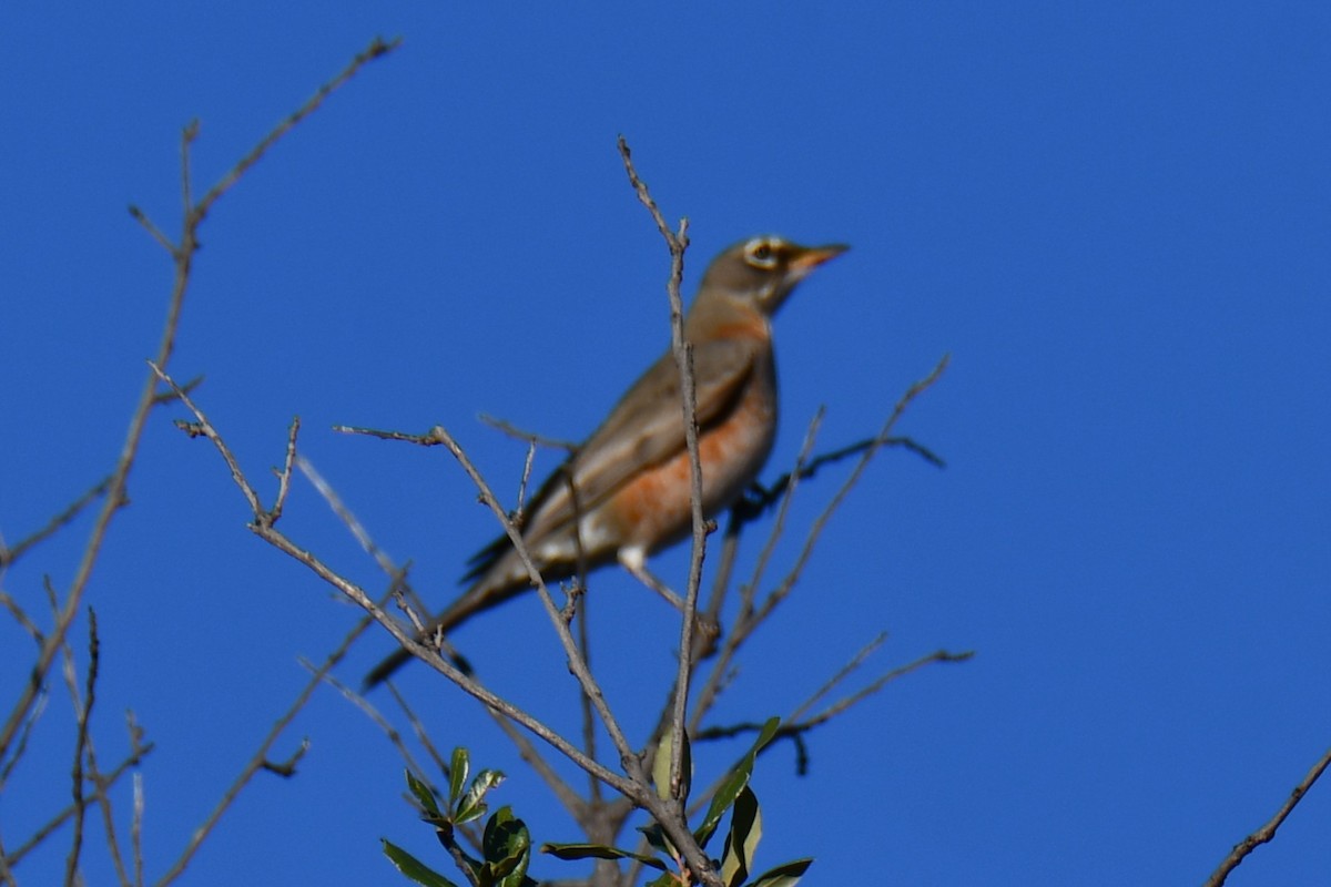 Zozo papargorria - ML645926121