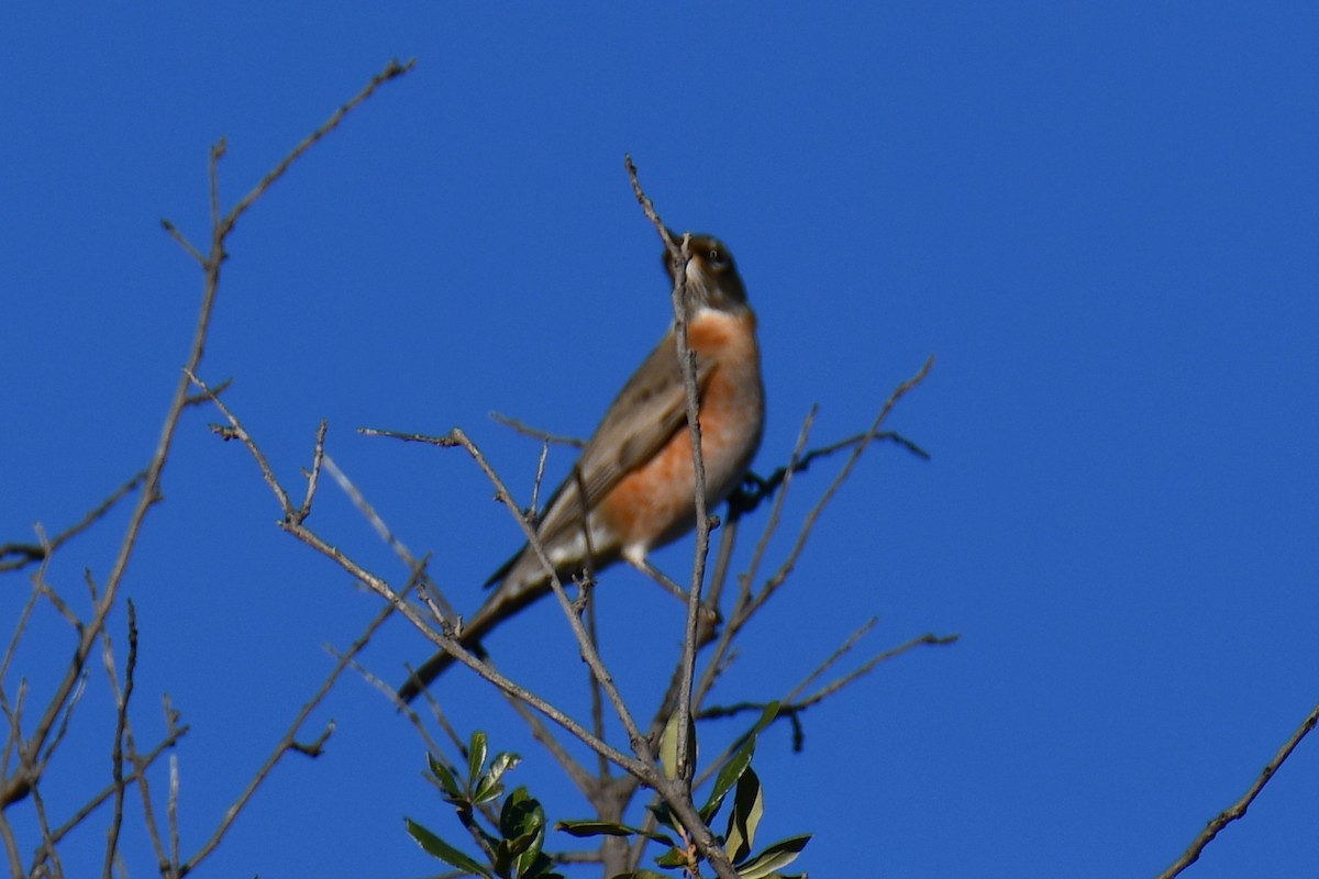 Zozo papargorria - ML645926122