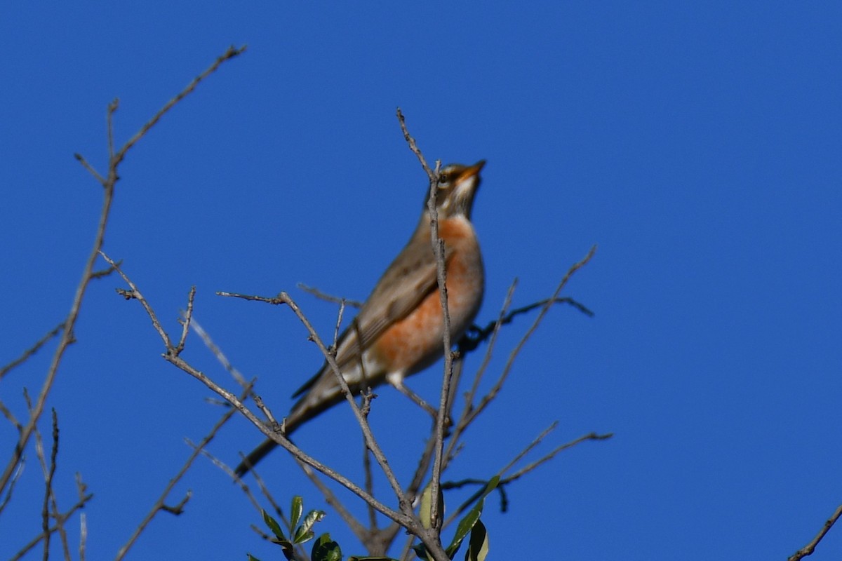 Zozo papargorria - ML645926123