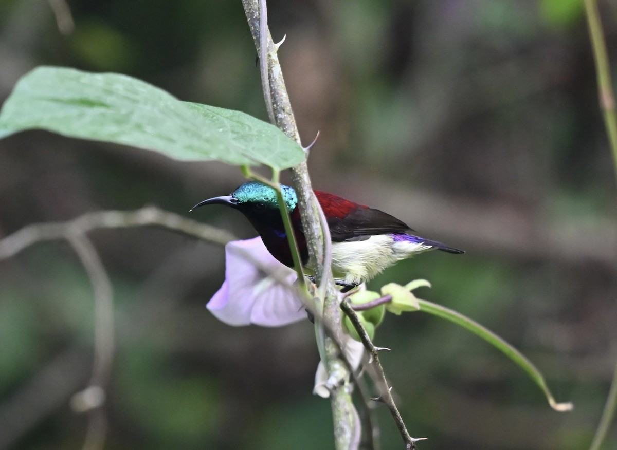Crimson-backed Sunbird - ML645926125