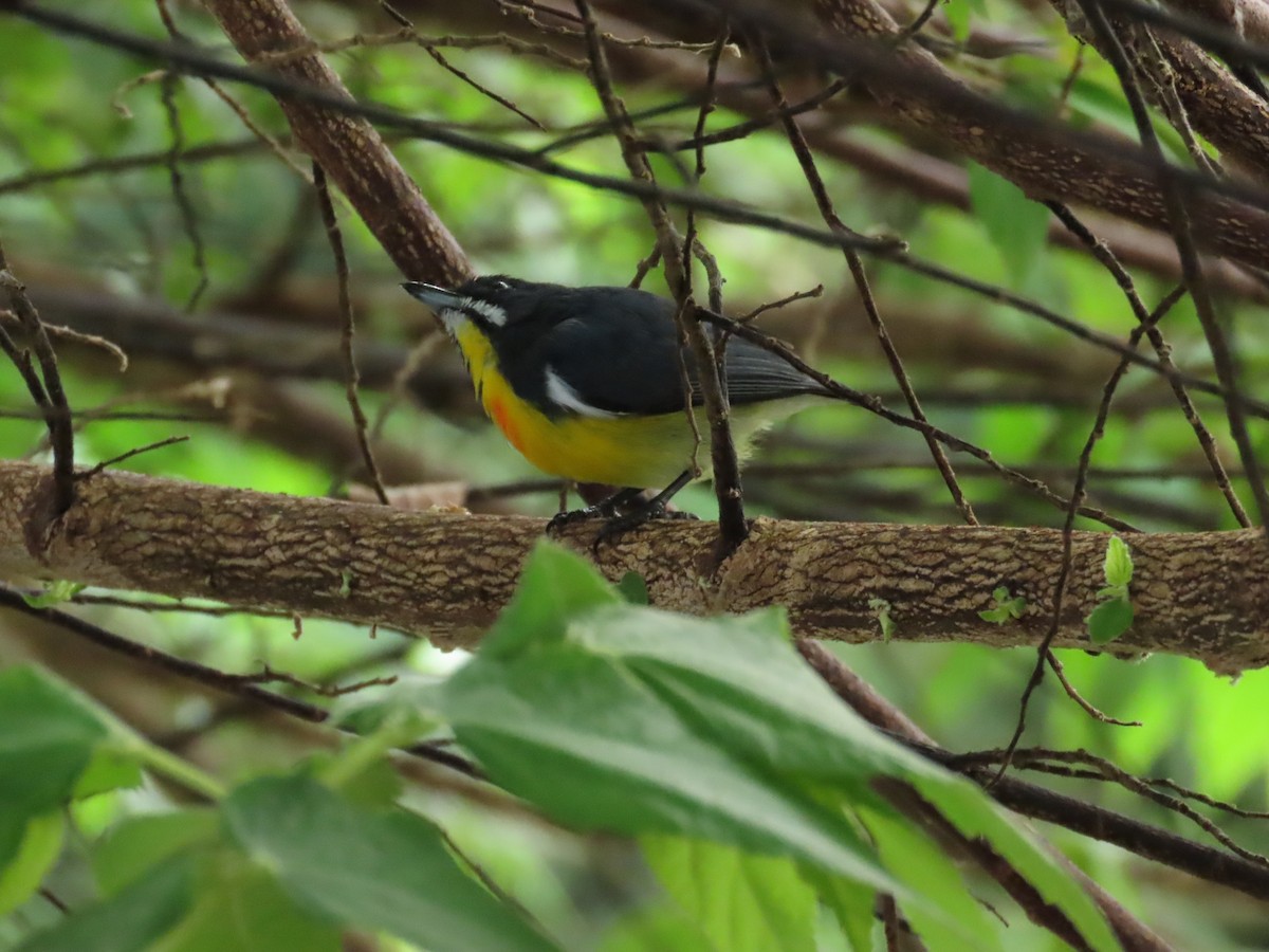 Palawan Flowerpecker - ML645926126