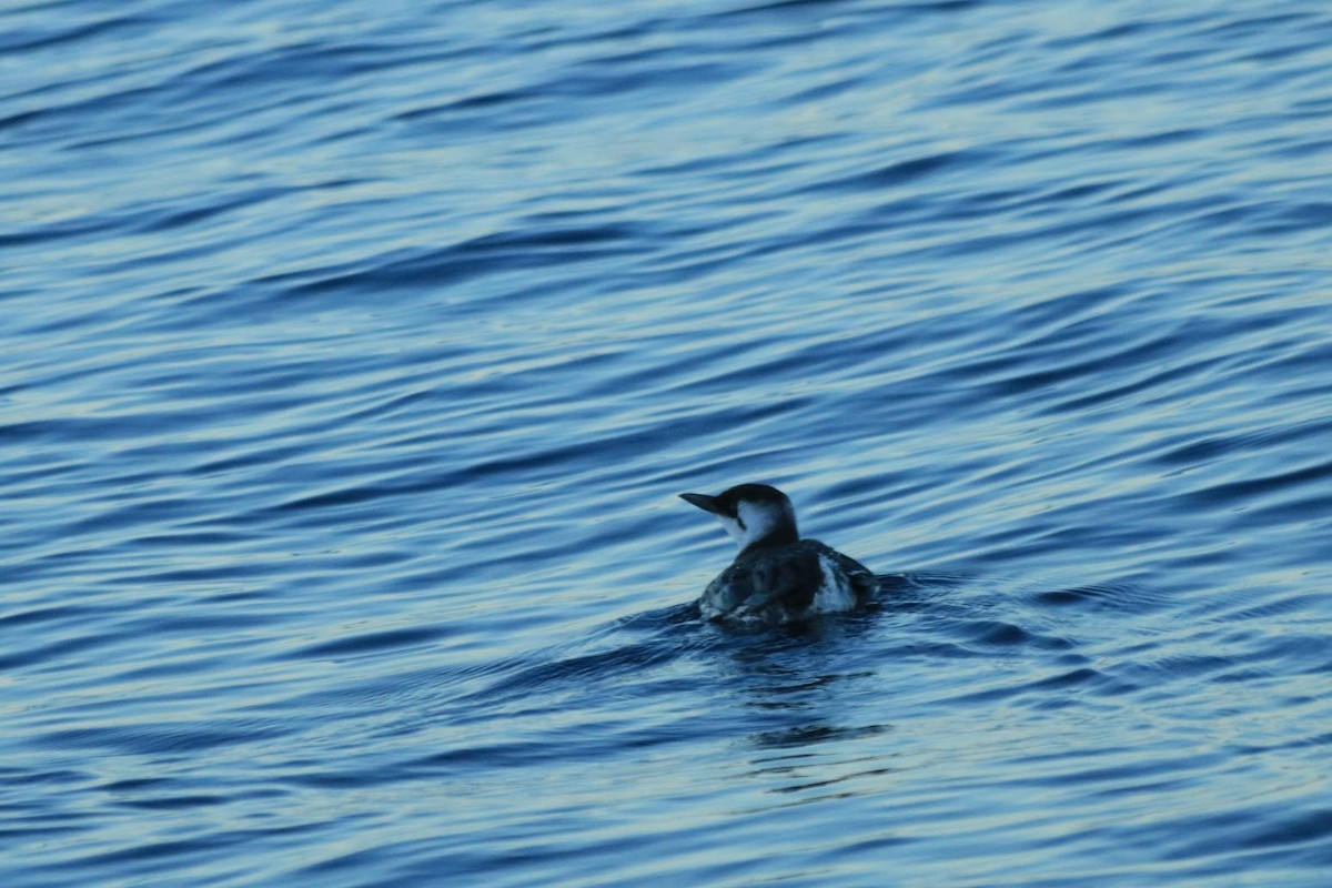 Martin pottorroa - ML645926128