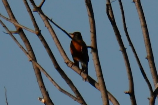 Zozo papargorria - ML645926131