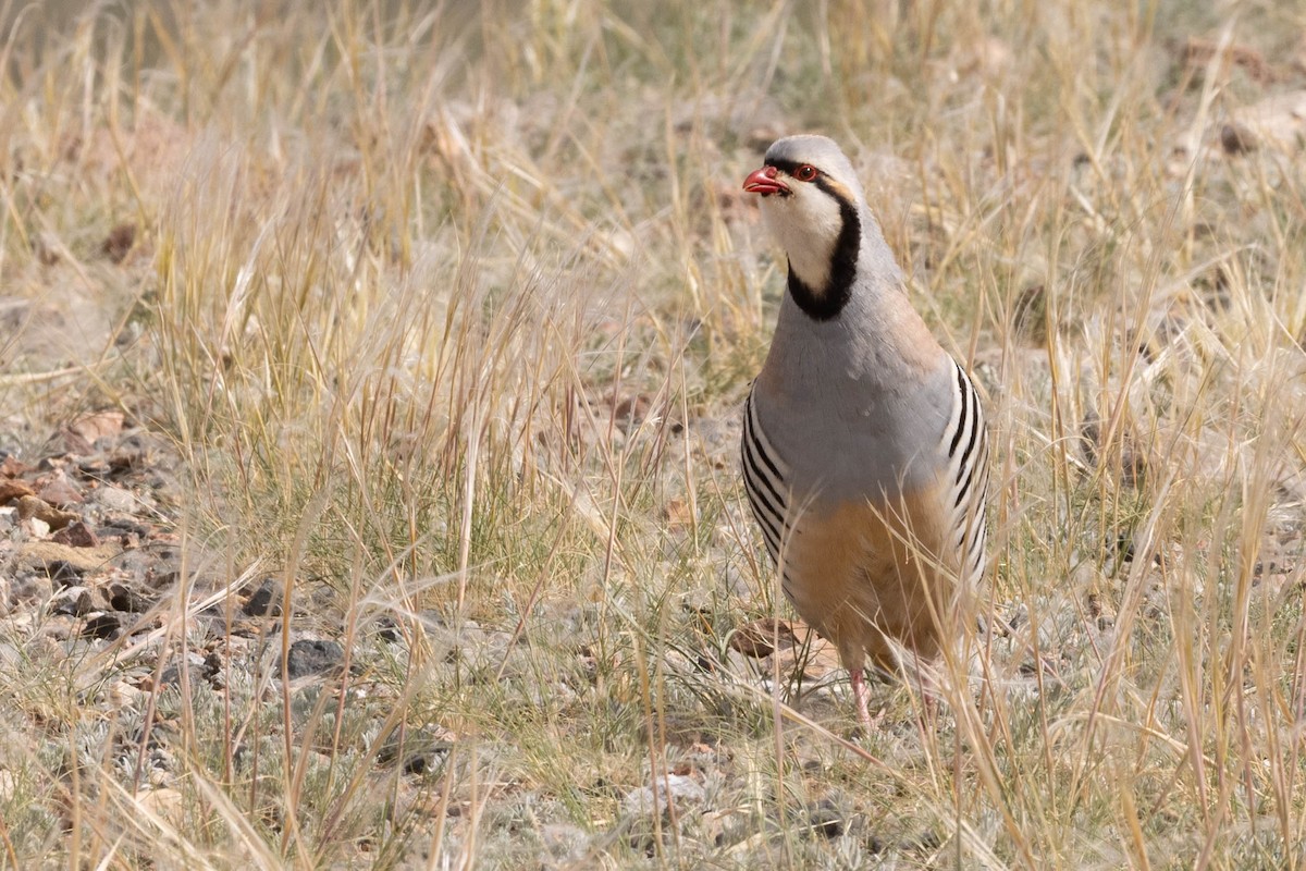 Txukar eperra - ML645926132