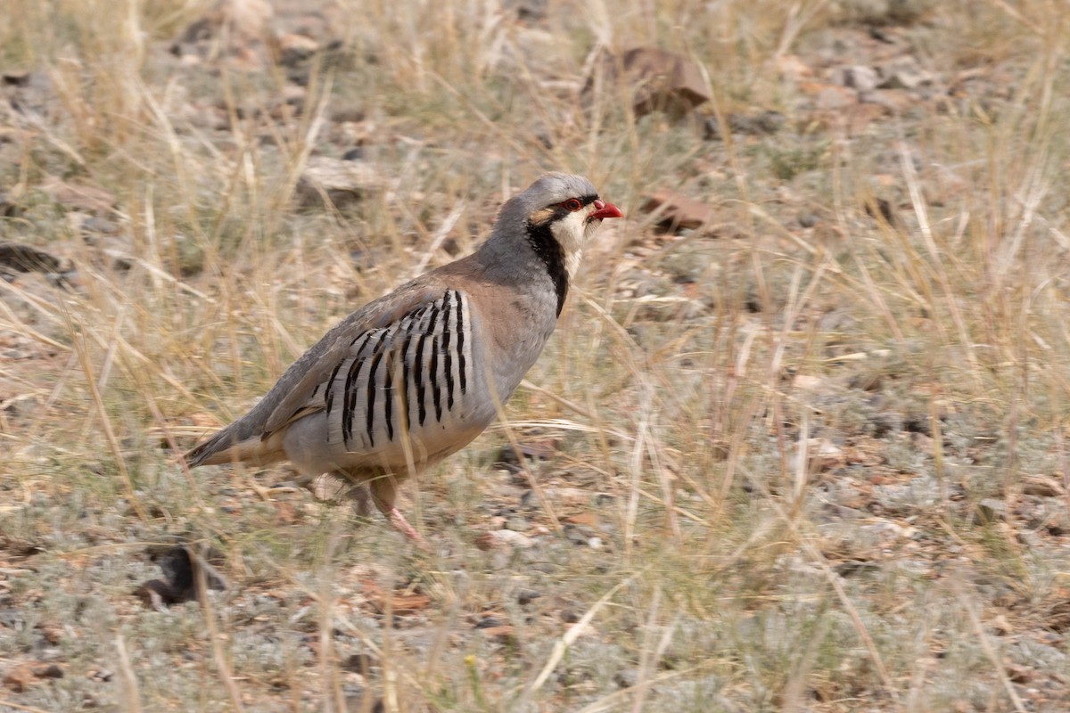 Txukar eperra - ML645926133