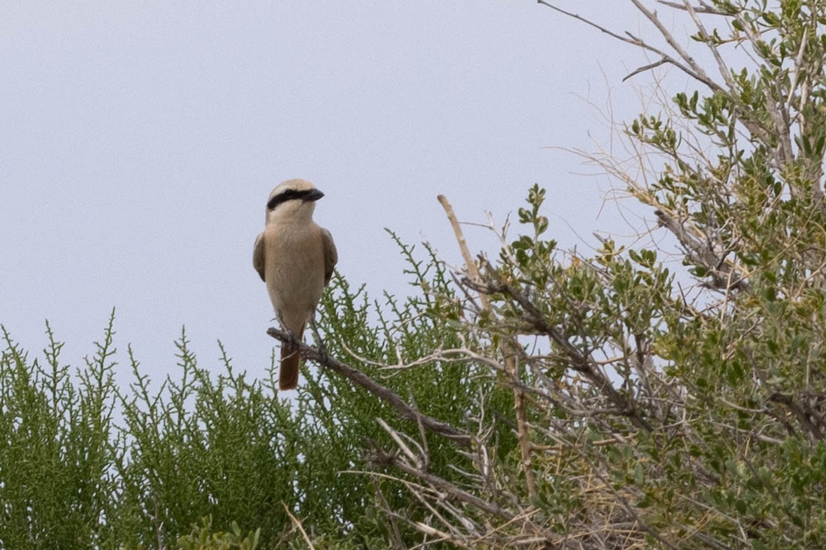 Isabelline Shrike - ML645926137