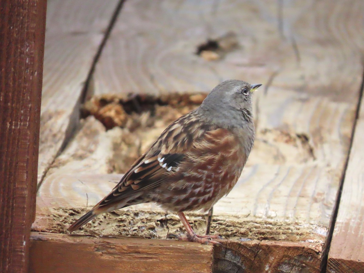 Alpine Accentor - ML645926138