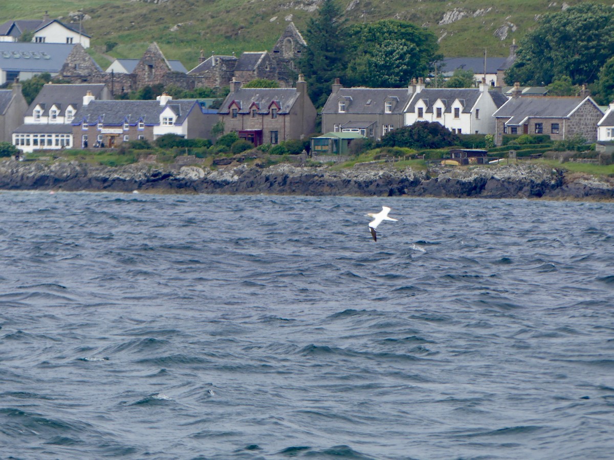Northern Gannet - ML645926160