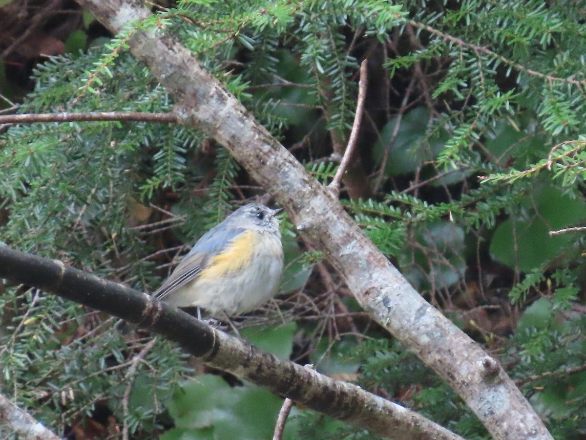 blåstjert - ML645926170