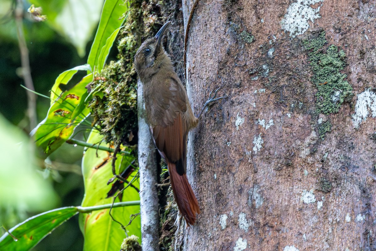 Серощёкий древолаз - ML645926174