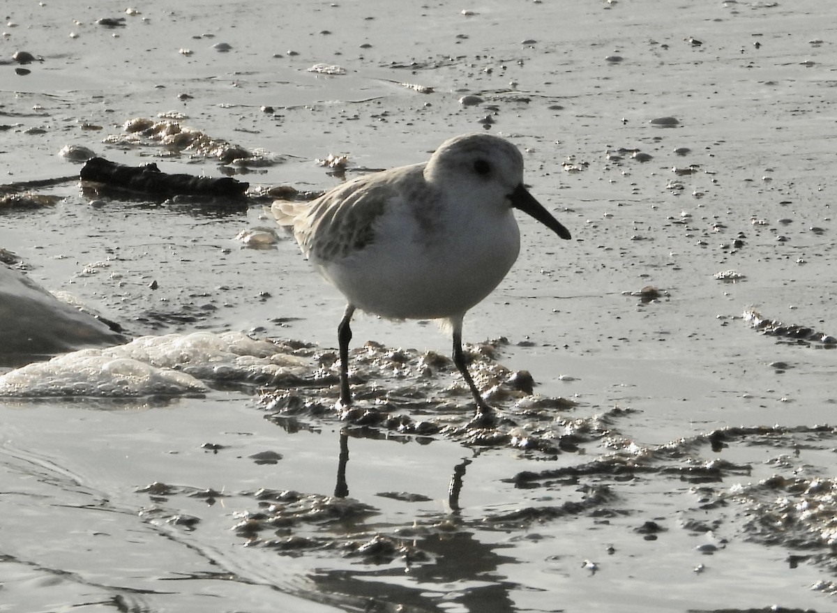 Песчанка - ML645926177
