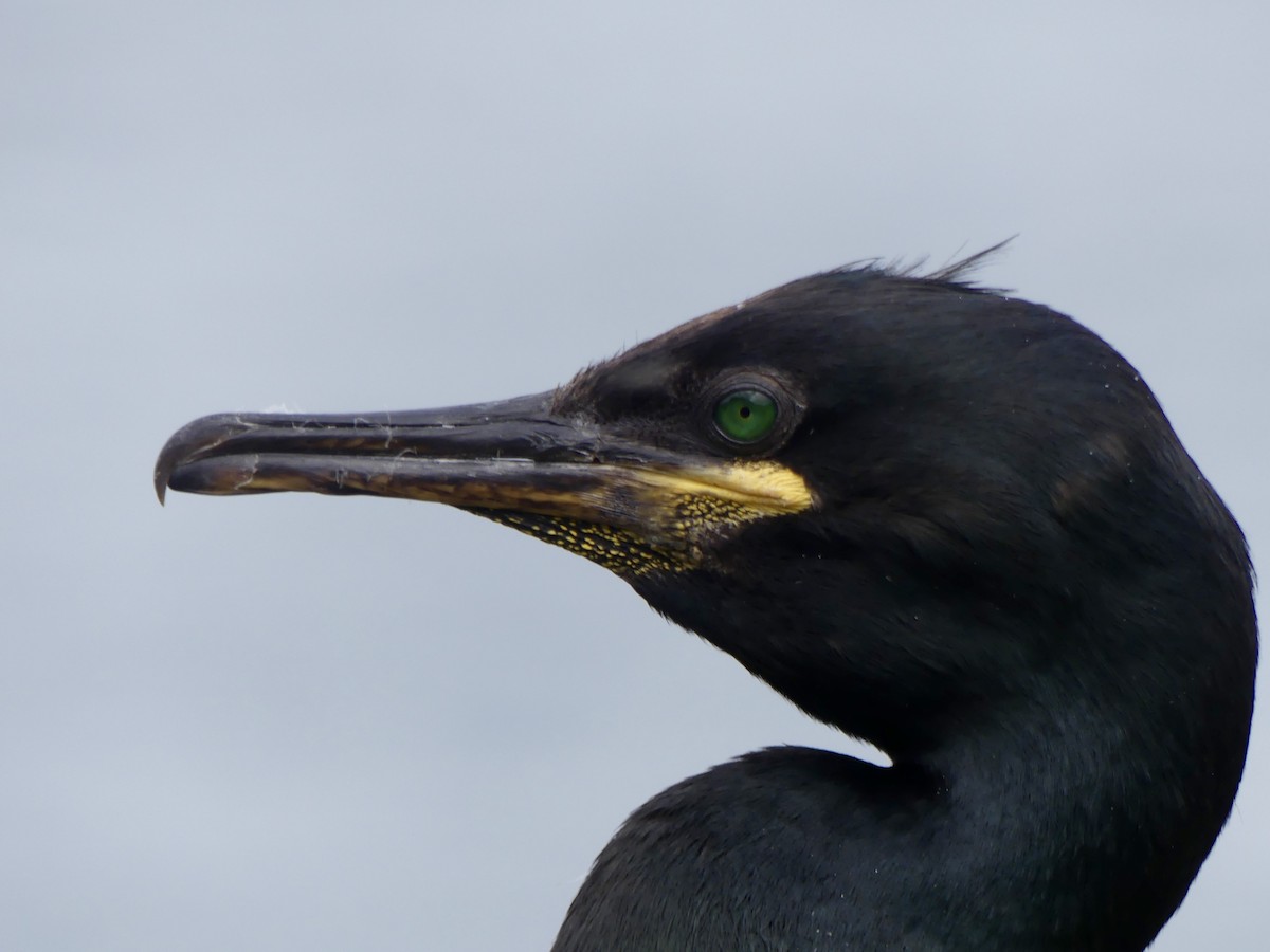 Хохлатый баклан (aristotelis) - ML645926178