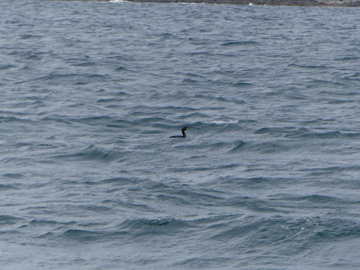 Хохлатый баклан (aristotelis) - ML645926179