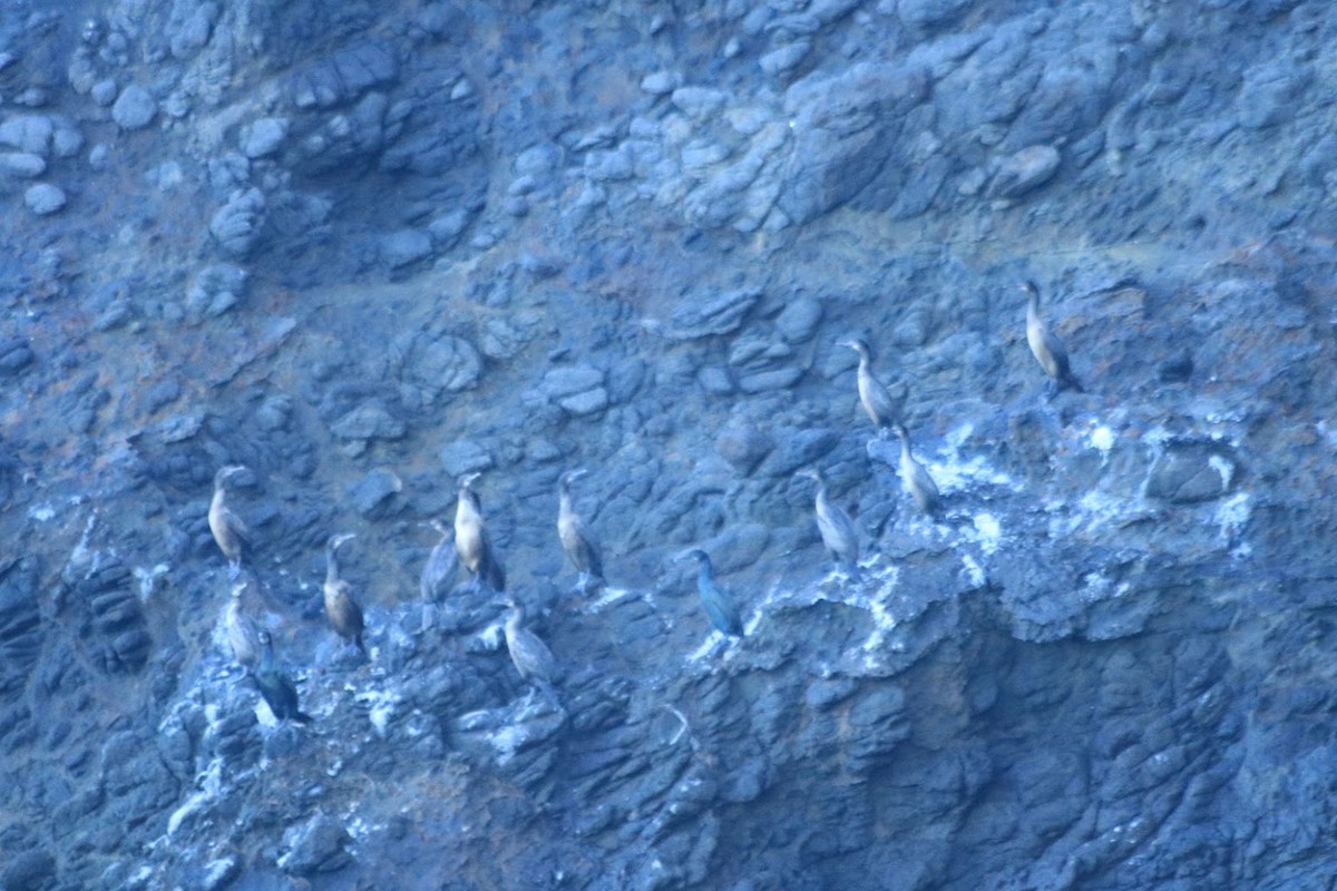 Синегорлый баклан - ML645926180