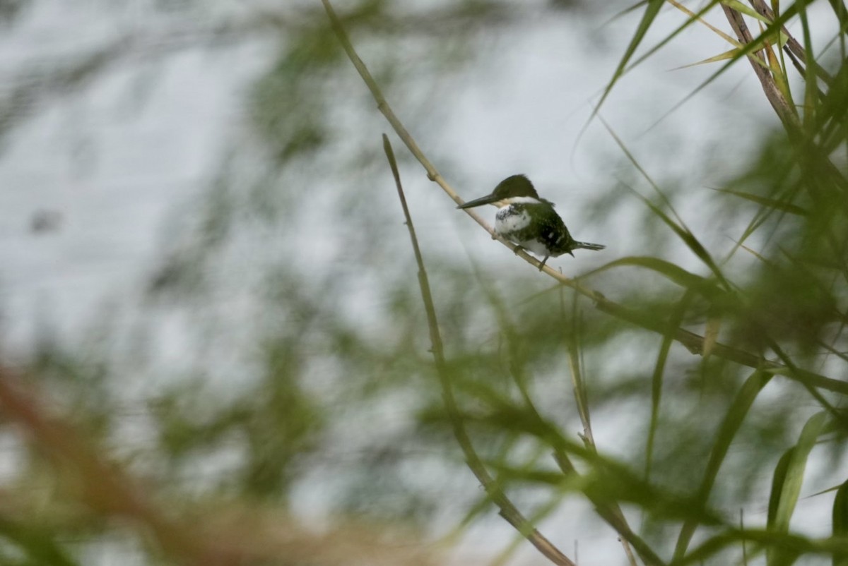 Зелёный зимородок - ML645926181