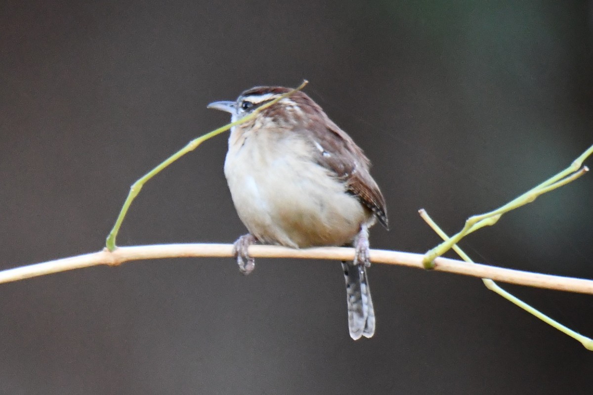 Каролинский крапивник - ML645926182