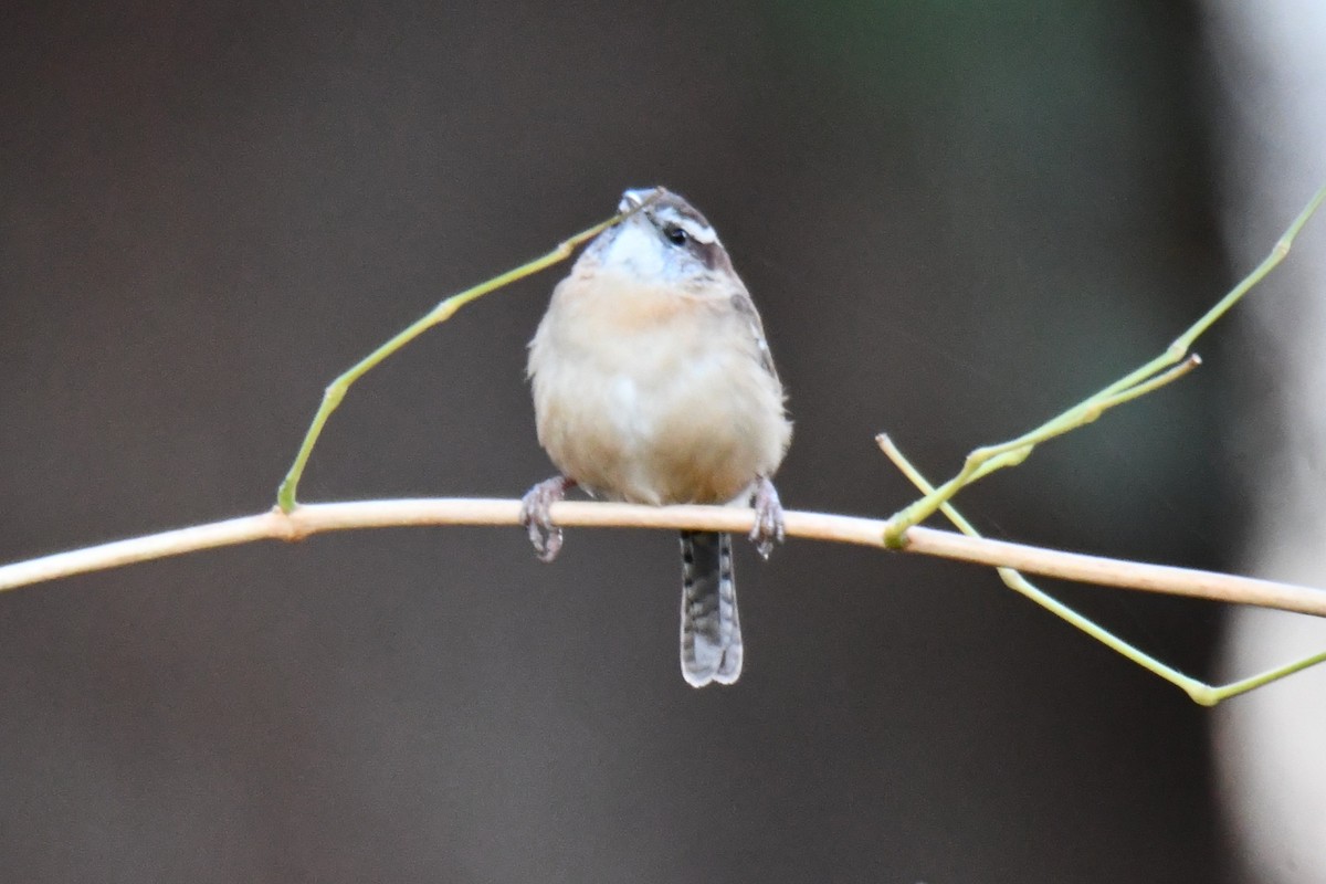 Каролинский крапивник - ML645926183