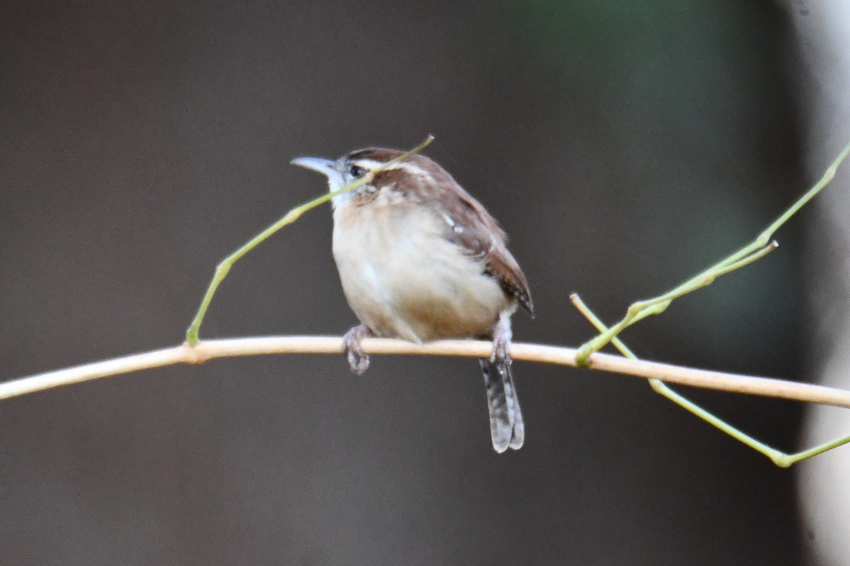 Каролинский крапивник - ML645926184