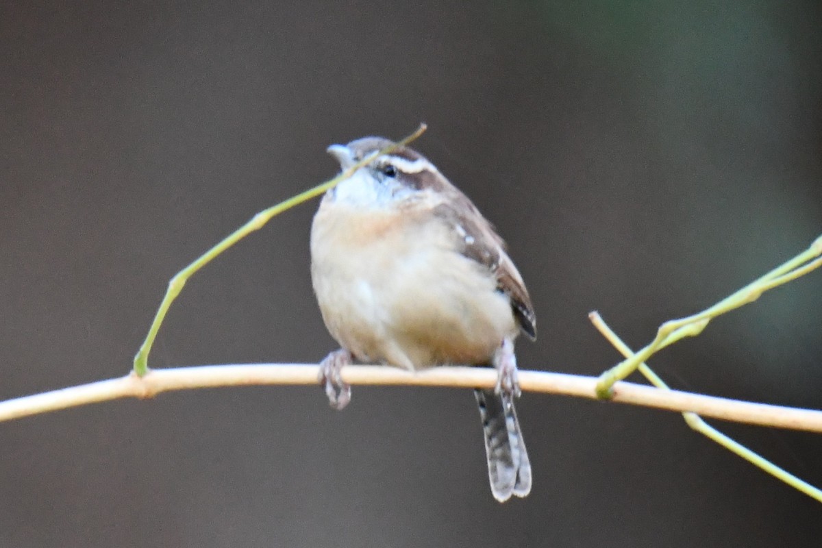 Каролинский крапивник - ML645926185