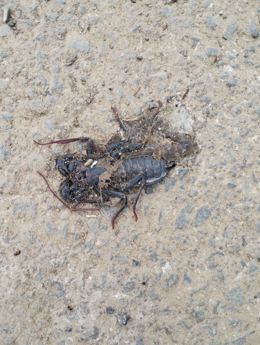 Giant Vinegaroon - ML645926186