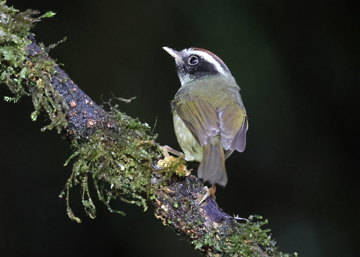 Чернощёкая корольковка - ML645926187