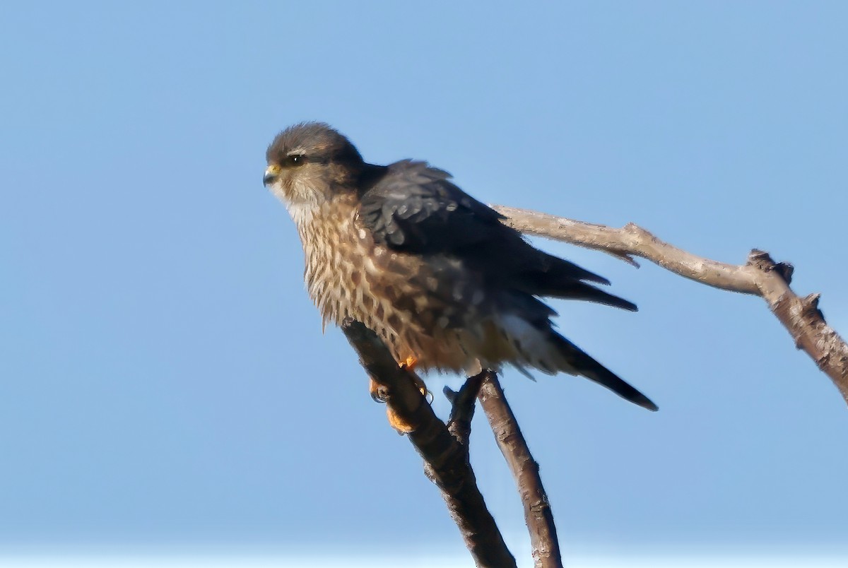 Дербник - ML645926188