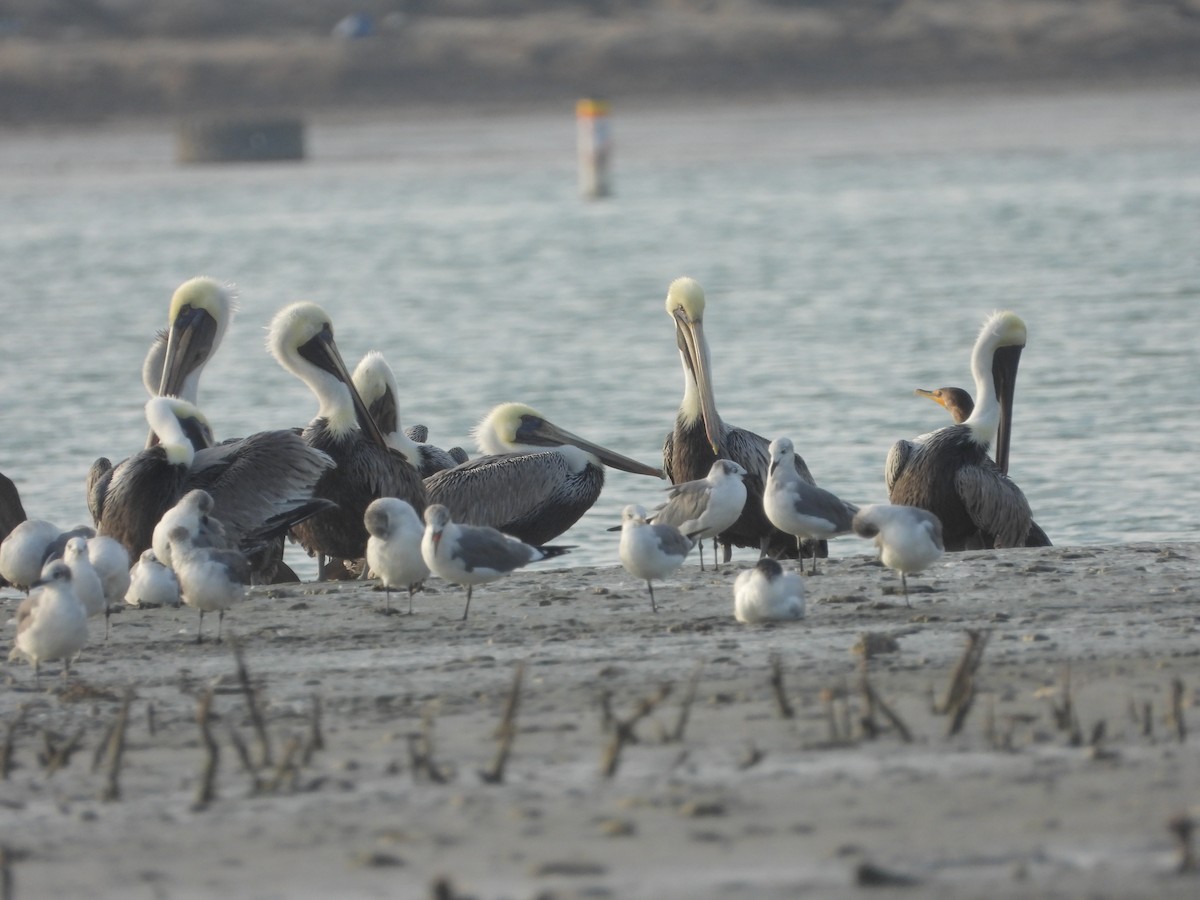 Бурый пеликан - ML645926189