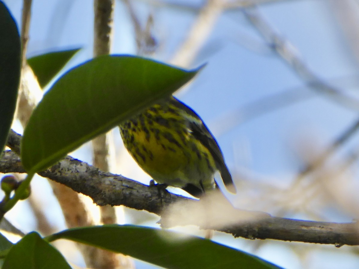 Тигровая древесница - ML645926190