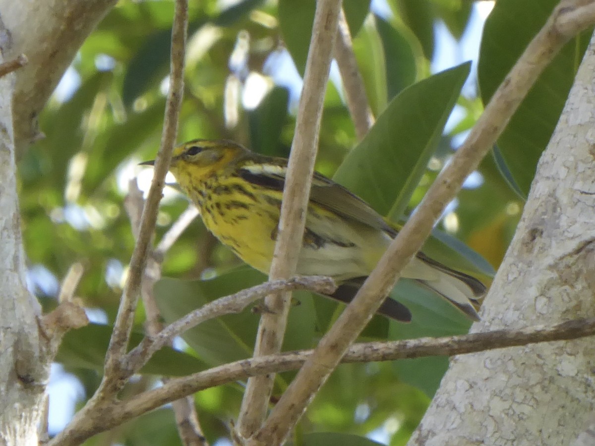 Тигровая древесница - ML645926191