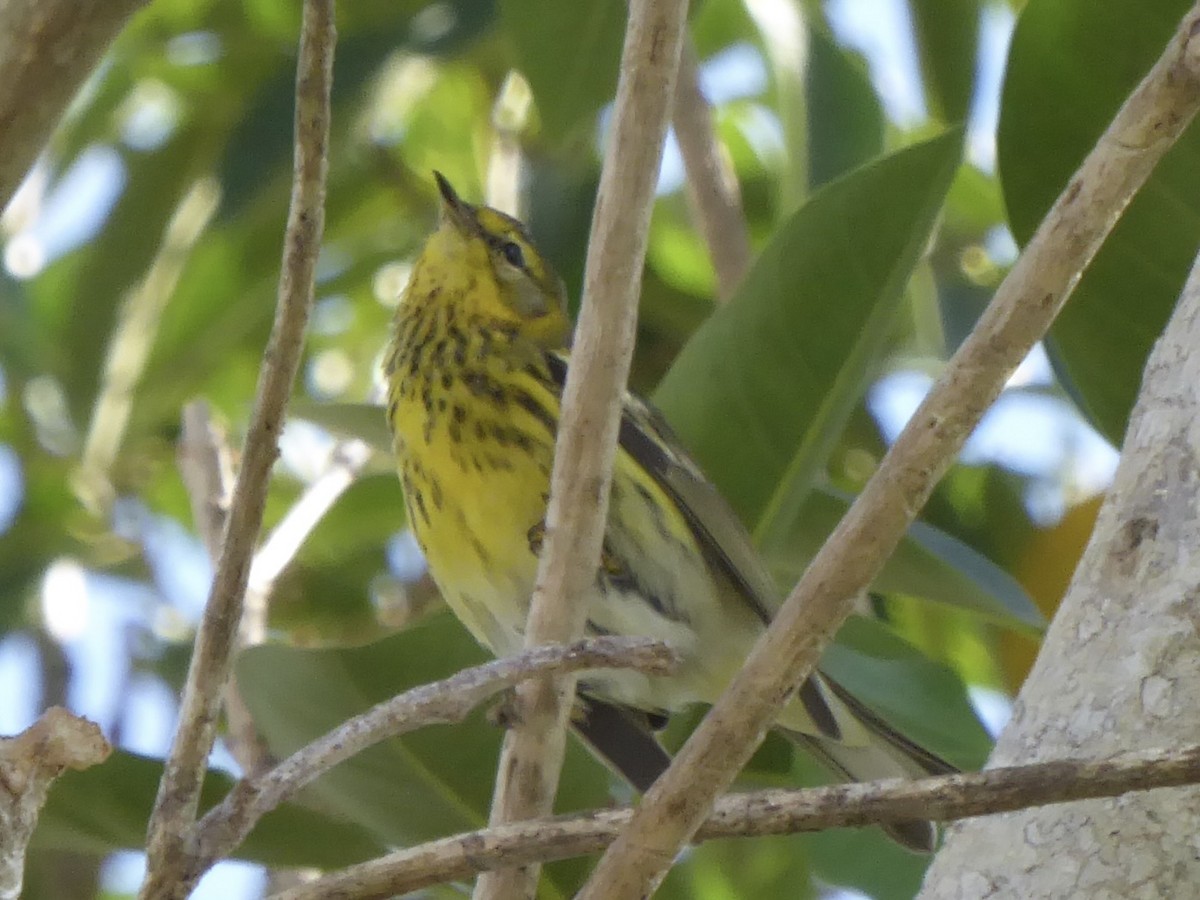 Тигровая древесница - ML645926192