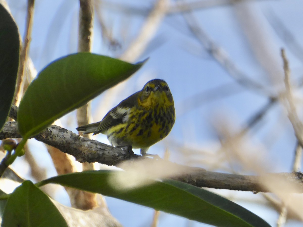 Тигровая древесница - ML645926193