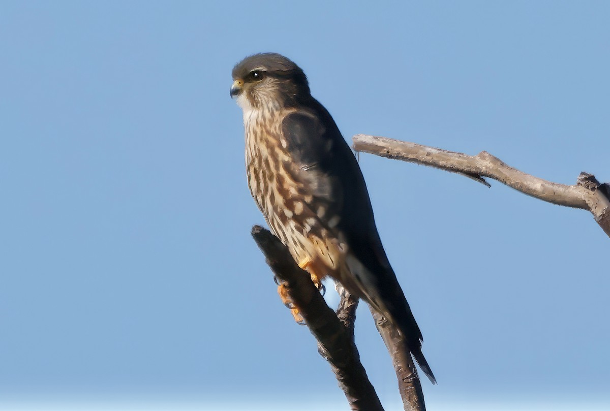 Дербник - ML645926194