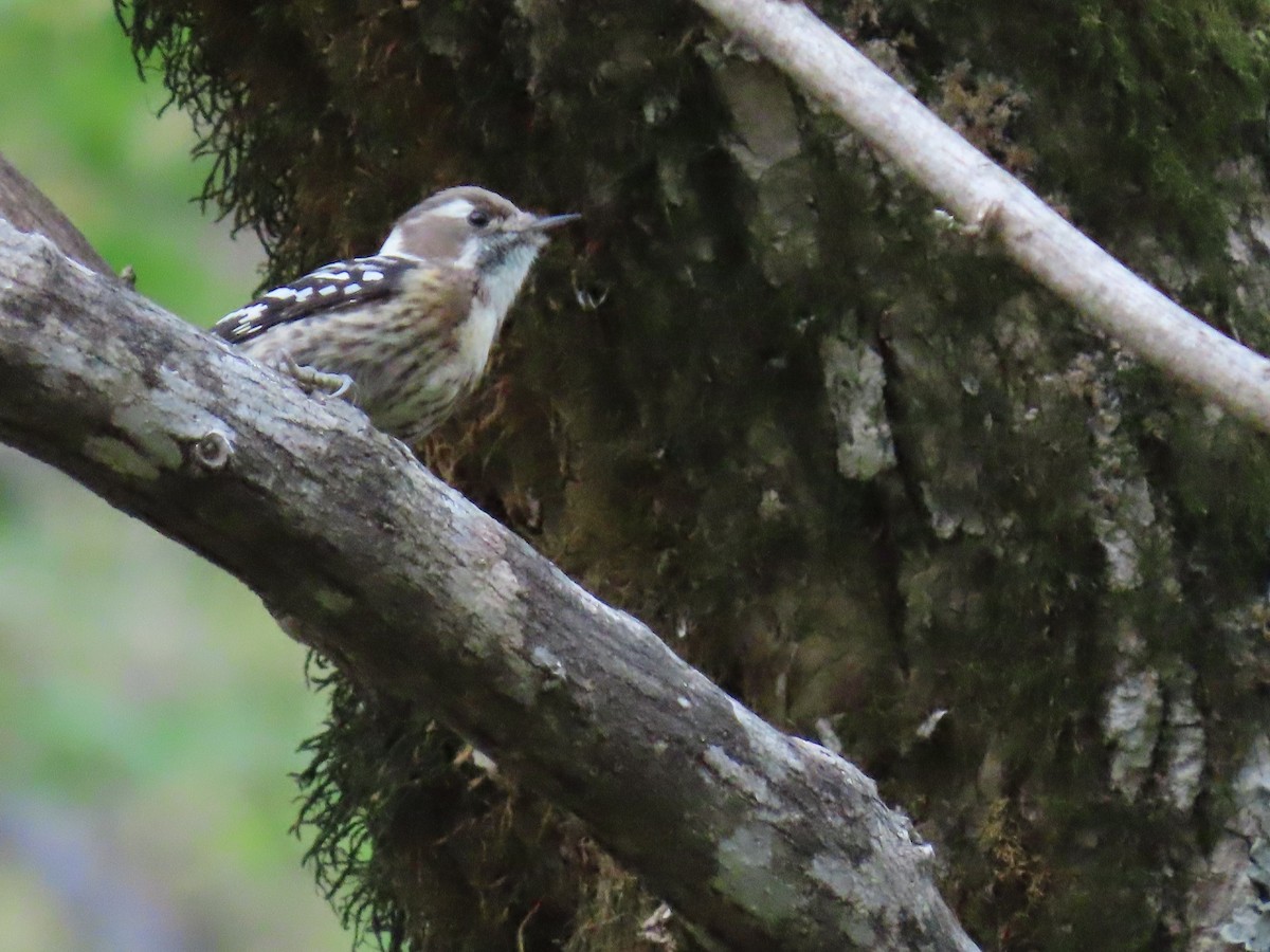 Малый острокрылый дятел - ML645926195