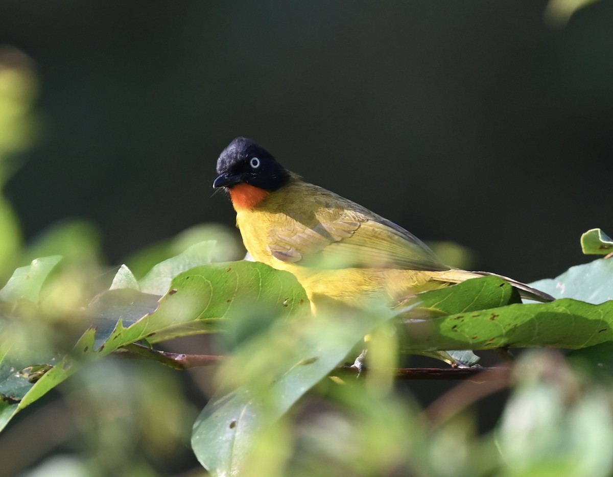 Рыжегорлый бюльбюль - ML645926198