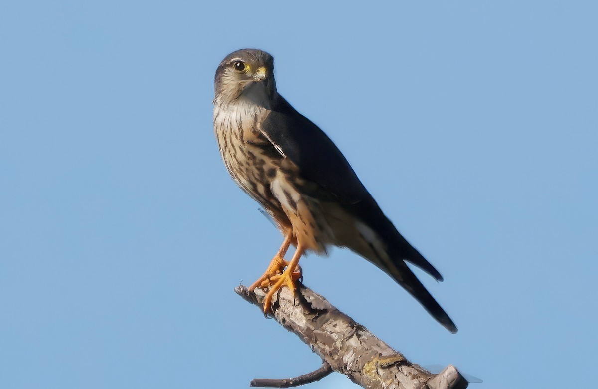 Дербник - ML645926199