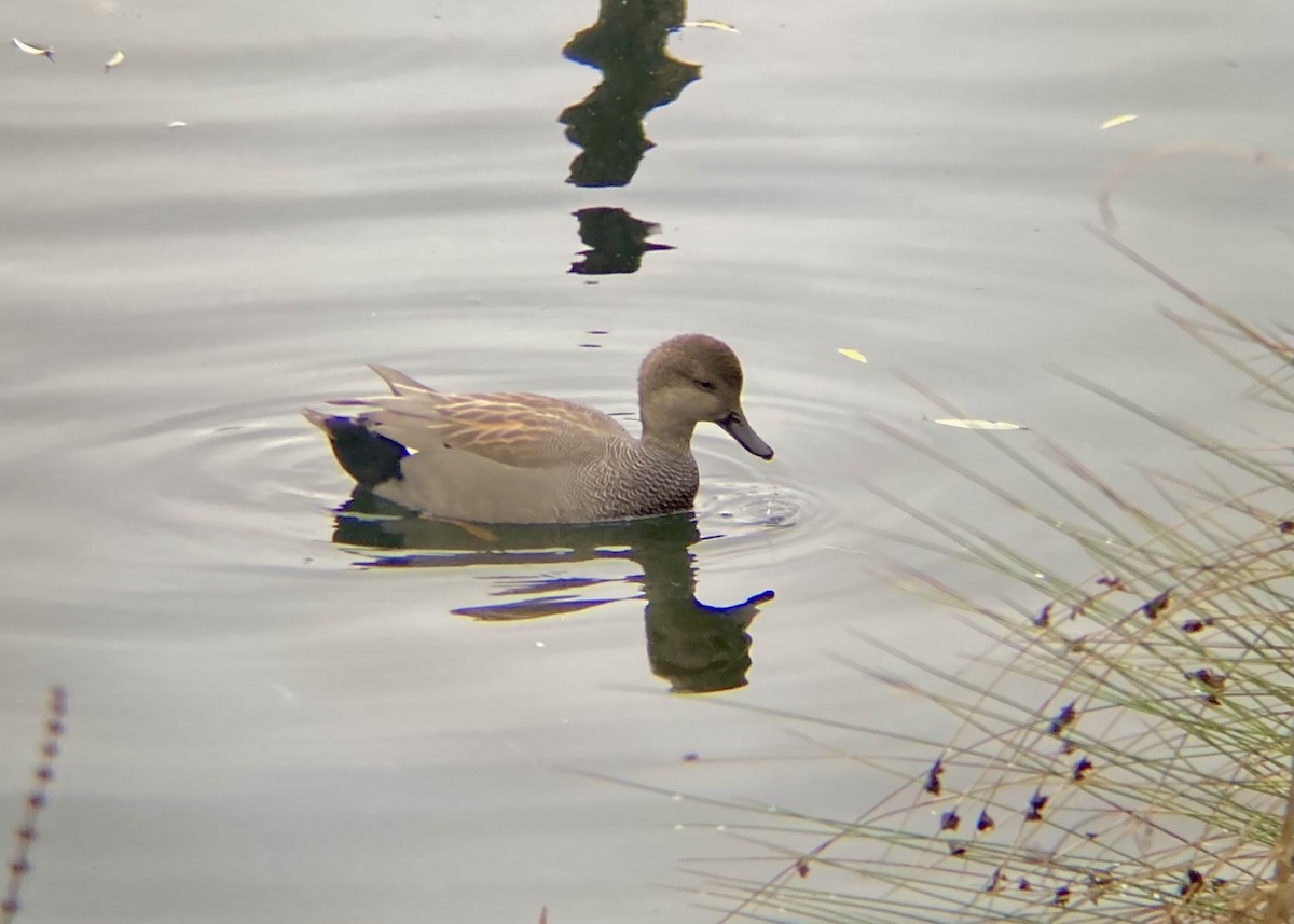 Серая утка - ML645926200