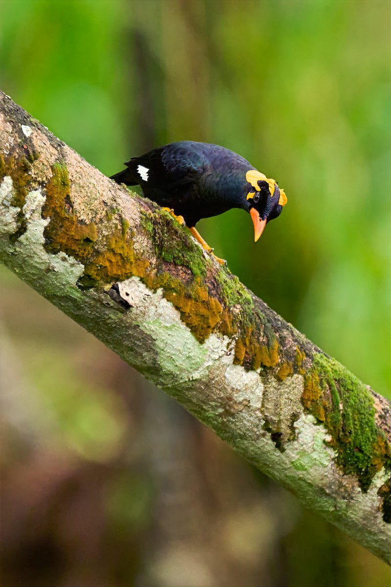 loskuták jižní - ML645926201