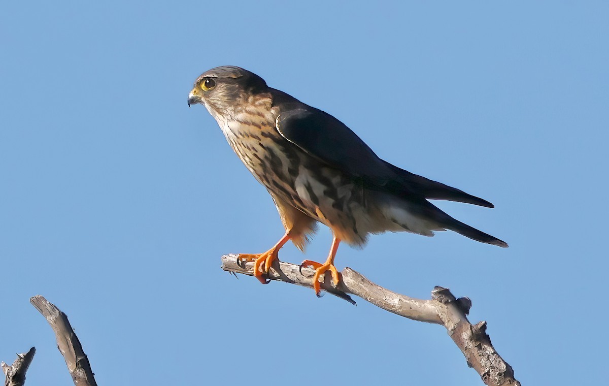 Дербник - ML645926202